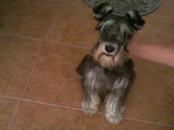 AdoptaQro's tweet photo. Encontraron a este precioso x Centro Sur en #queretaro! Lo reconoces? RT por favor! http://t.co/e2xOVyID