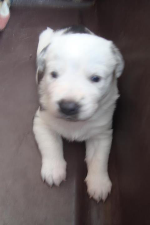 AdoptaQro's tweet photo. PANDITA en adopción, 10 días de nacido! Estará listo para un hogar en 3 meses. Cruza de pastor inglés. #queretaro http://t.co/7KCe0J3I