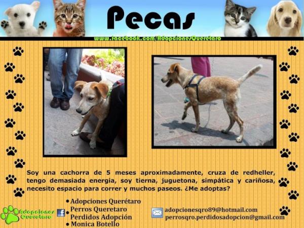 AdoptaQro's tweet photo. Pecas también busca hogar! #QUERETARO http://t.co/sM5fMLHf