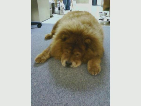 This is how I look after walking in this weather!  I'm tired!  :-(