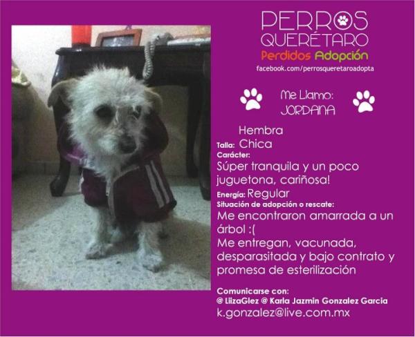 AdoptaQro's tweet photo. Jordana sigue en busca de una nueva familia! #Queretaro http://t.co/aehmT14p
