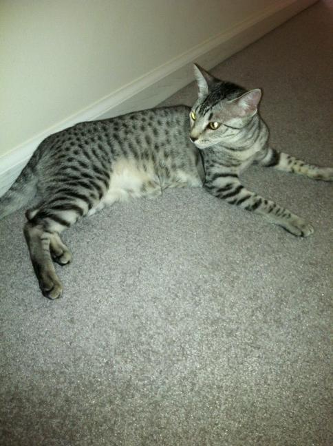 PGbrokerofyear's tweet photo. "Spotted something interesting to me,"- Nylah http://t.co/gBYmTEZD
