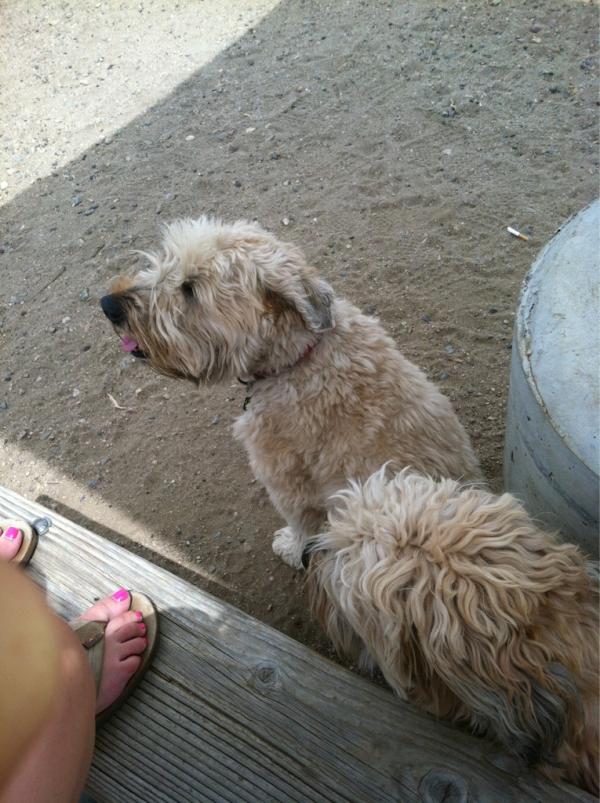 Austin Starr tweet media