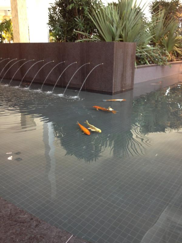 At Devonian Gardens - awesome, Check out the Koi fish