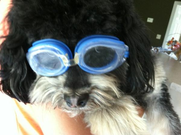 @holliesmiles #doggoneweather Marley is ready to swim