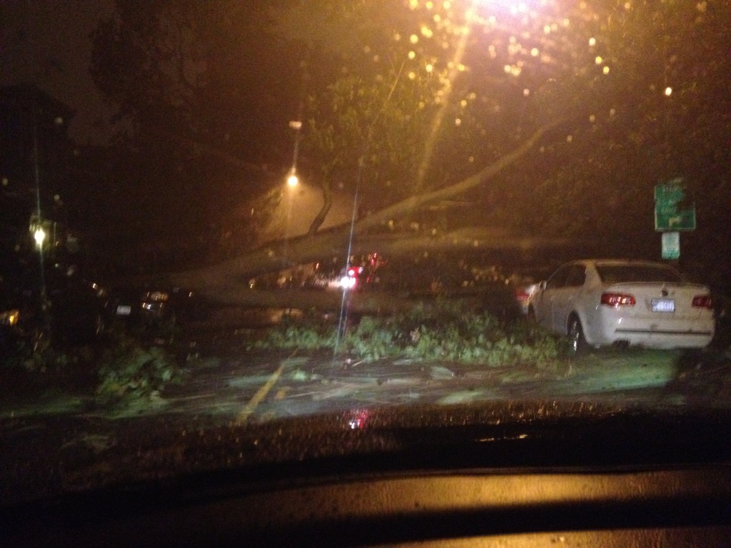 Krystina Monet on Twitter: "My life flashed b4 my eyes. Big ass tree