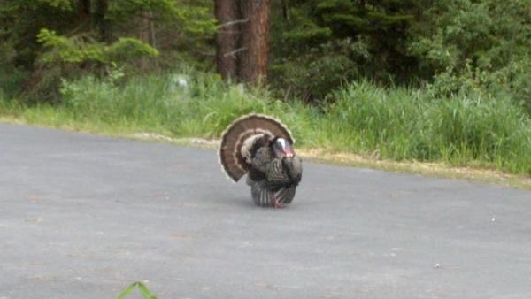MiddletonEngine's tweet image. It&apos;s that time of the year again.....Tom strutting his stuff at sister&apos;s house in Montana.