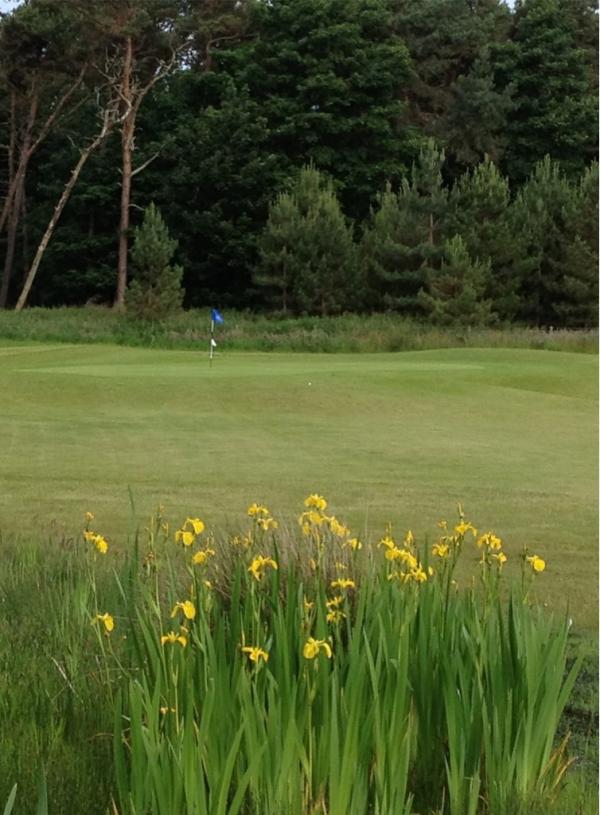 No more rain please! Mind you the yellow iris on our par 3 course don't seem to mind