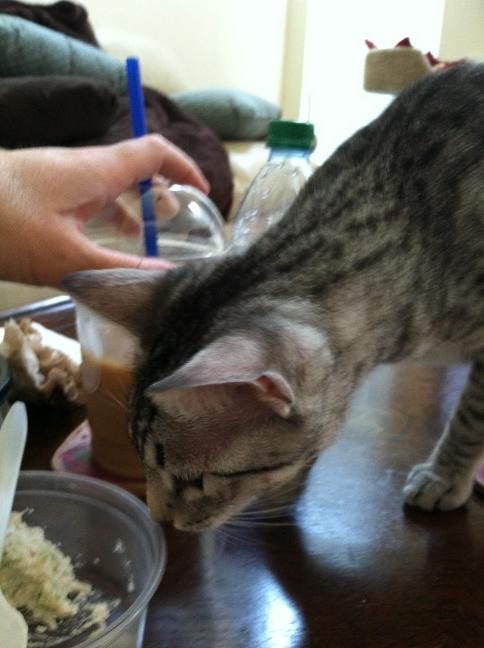 PGbrokerofyear's tweet photo. Peanut-man in cat hair at the table! Lol...@CarlyCrib @PhillyChic5 http://t.co/NUHrU59e