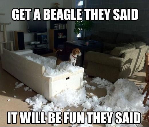 pugglous's tweet photo. http://t.co/pj43d3q3