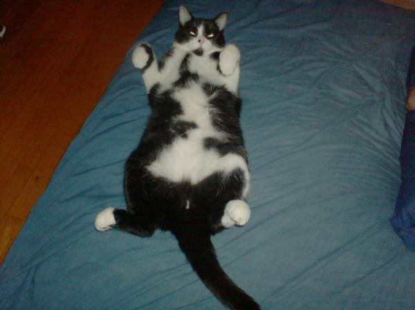 rattimm's tweet photo. Biggie is getting a little big (as in Fat) http://t.co/tcaokm7r