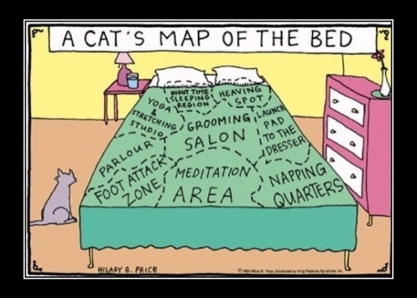RealFratCat's tweet photo. A cat's map of the bed... http://t.co/GBAT3UQs