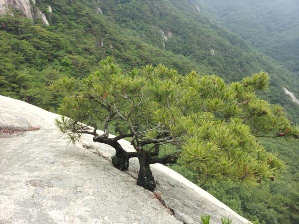 가령산 부부소나무 너무도 잘자랐어요 소개할께요