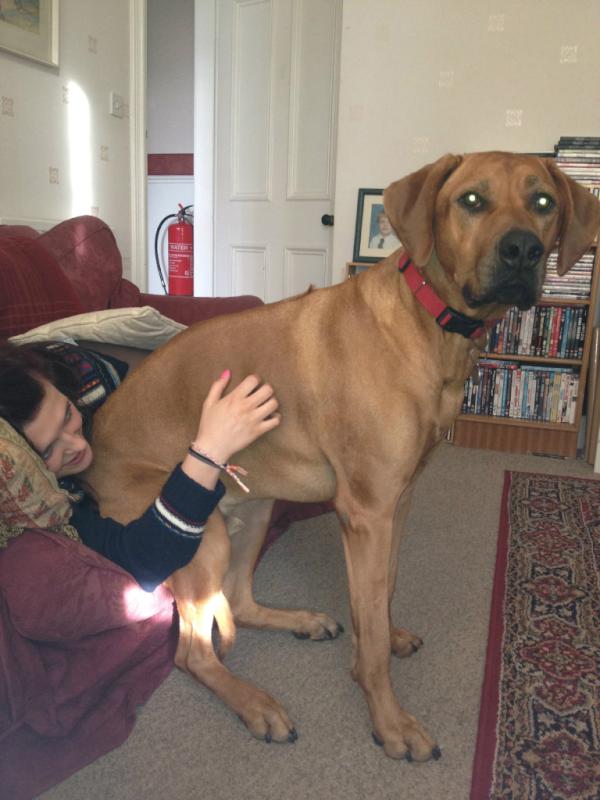 RidgebackHenry's tweet photo. Budge up @kirstycannon.  This is my sofa http://t.co/dFuwiKU2