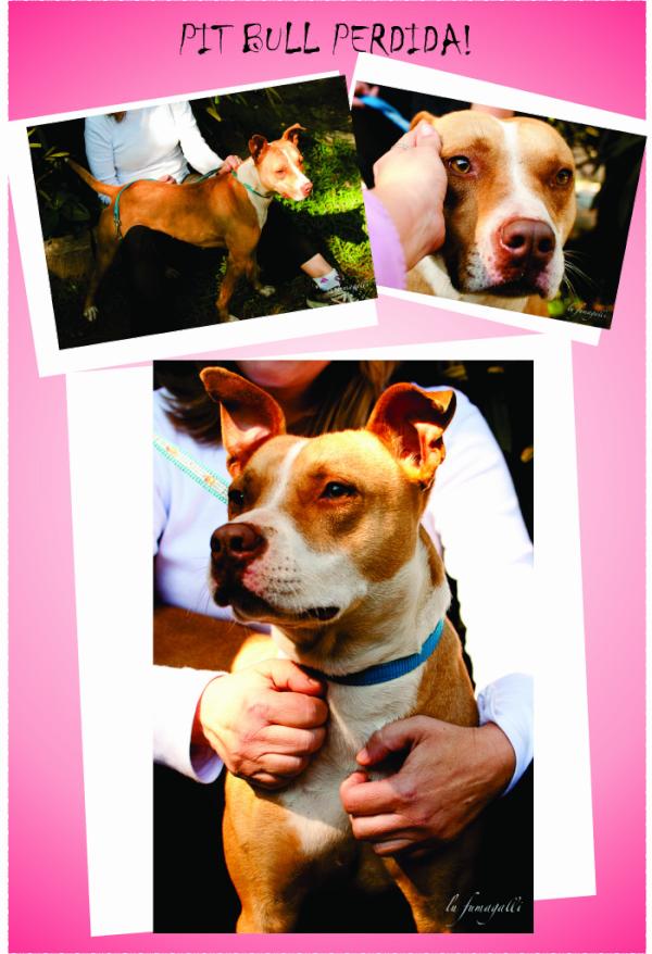 aila_oficial's tweet photo. Pitbull encontrada prox. ao trevo da entrada da São Camilo, caso o dono n seja encontrado, será colocada para adoção! http://t.co/v2KPDkFR