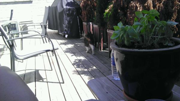 pmc_4745's tweet photo. "@wood_chuck7: Sundeck. I'm hiding in the shade. http://t.co/C7Kq6Jz6" hey u should come over for bacon