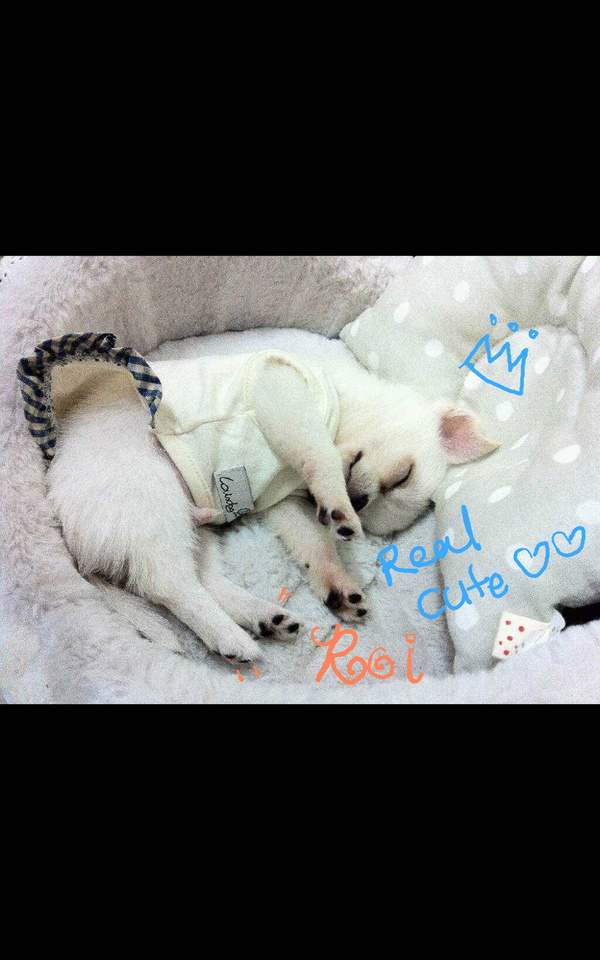 louisdog's tweet photo. 자장자장~♥
로이는 혼자꿈나라로떠나버렸어요~
강아지일때아이들은 하루에 15-20시간이나잔다고해용~!!^,^
베이뷔들은 푹재워주세요 :) http://t.co/PB3yYiOF