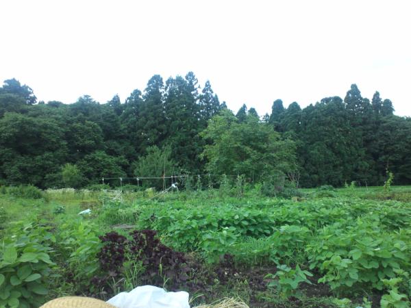 ForteForteForte's tweet photo. 畑で作業中 http://t.co/UbPQXd9x