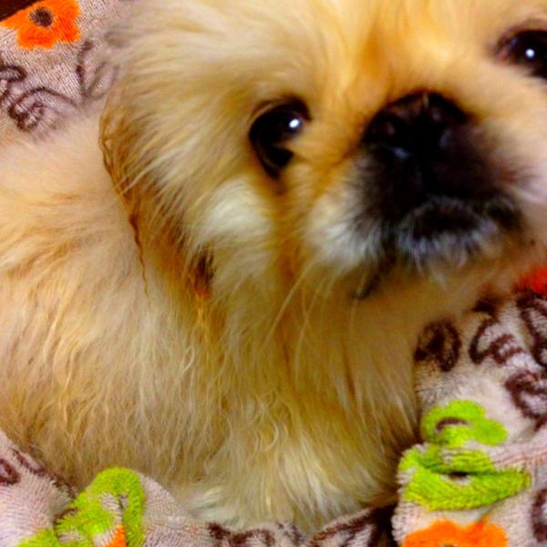 mimipika's tweet photo. 洗ったら⋯ http://t.co/J2GQoyHO
