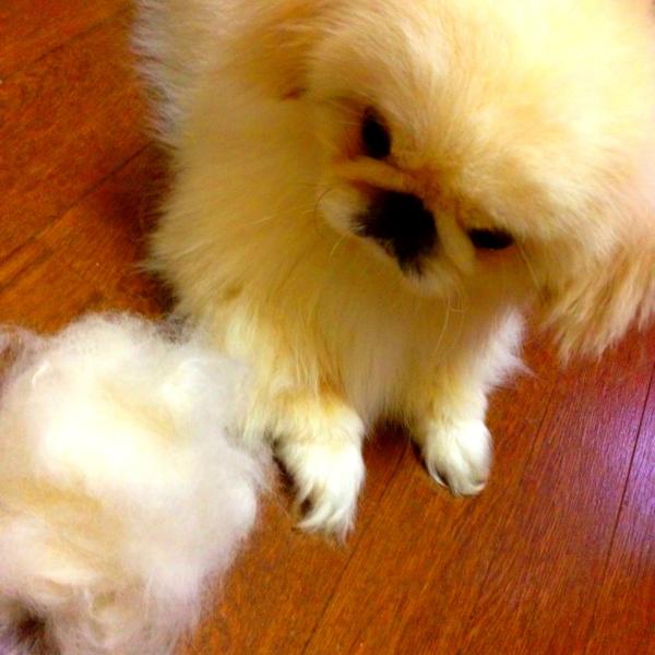 mimipika's tweet photo. ぼくの毛が⋯。笑 http://t.co/p9cfCh8U