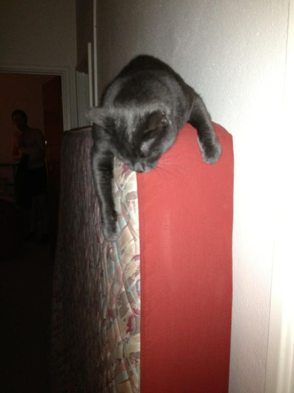 sunwombat's tweet image. Stage 11: Smoky reaches the summit of the Col du Matresse, he's totally spent