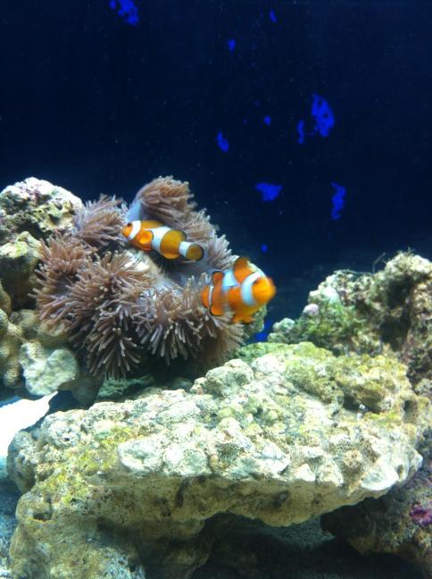 babzomar's tweet photo. My new reef tank ! http://t.co/g14Vw583