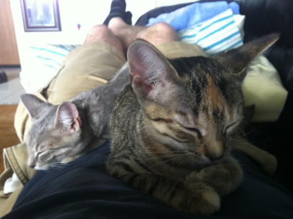 Never loved kittens more than in this moment. Best nap ever.