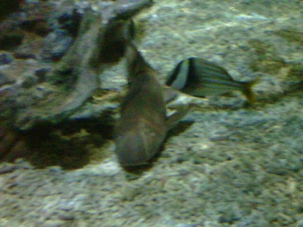Laura_Heath_'s tweet photo. Sue the shark!! http://t.co/DtaDOYLr
