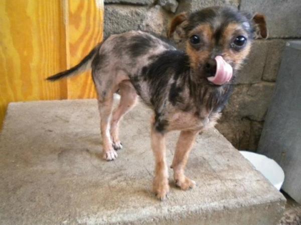 LauraCaballero_'s tweet photo. Me ayudáis a buscarle casa a Jorgito? Una hija de puta le tiró ácido encima! Pesa cuatro kilitos. Y es bueniiiiisimo!! http://t.co/BwsBuiK6