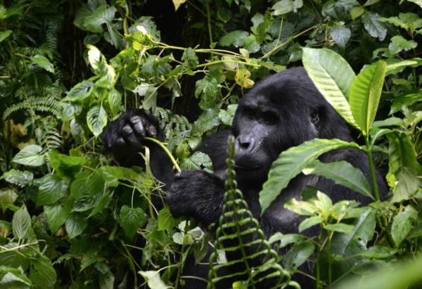 We have acquired a brand new sister lodge,Silverback Lodge,in Bwindi,a property with the most incredible views.
