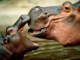A hippopotamus often yawn as a threatening gesture, displaying razor-sharp canine teeth!