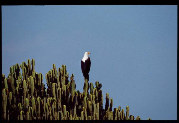 UG has 10% of the bird species on record, second largest lake and the source of the world's longest river.