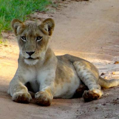 spotted on the Buligi Circuit on the evening of Friday 1st June 2012