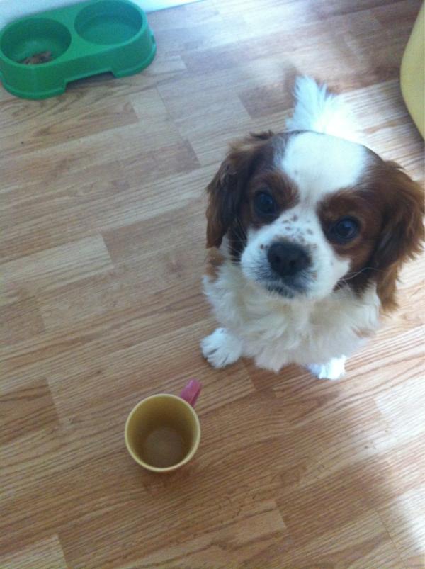 kates923's tweet photo. Omg I LOVE my dog.... What a great Pic.!
Romeo "Thanks for the Coffee" ! #SmackingHisLips http://t.co/Zty92gkC