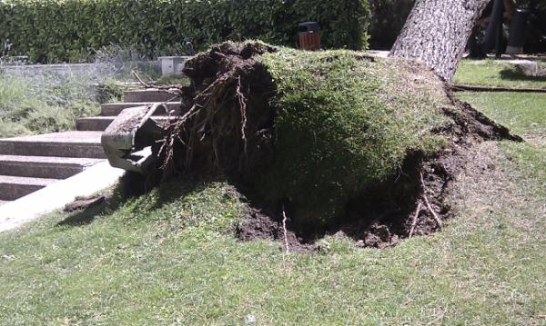 vikysf's tweet photo. Pinos y césped incompatibles. Al regar las raíces no profundizan y llega un momento en q es incapaz de sostener su peso http://t.co/A8fZUHfe