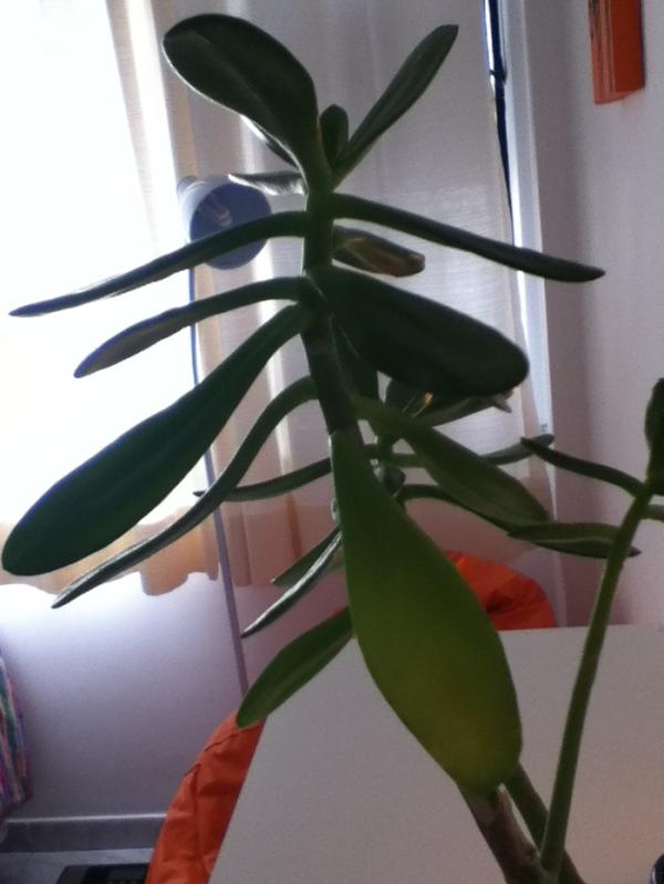 FlaviaMorando tweet picture