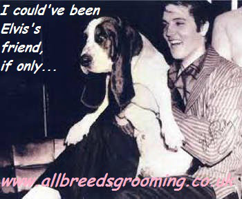 Maria Parnell (@allbreedsgroom) on Twitter photo 