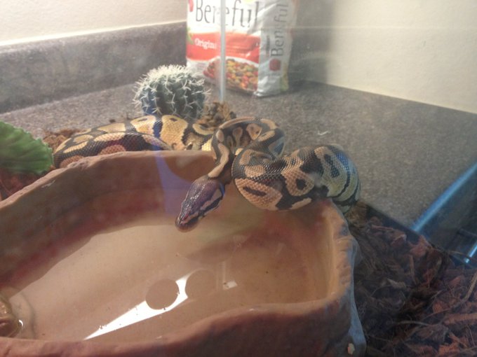 Look at Cyprus drinking some water to wash done is rat http://t.co/YsTStTnb