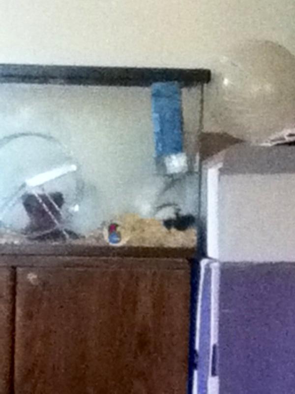 HannahJust1's tweet image. Alexas lard of a hamster #itssofat #sleepsallday