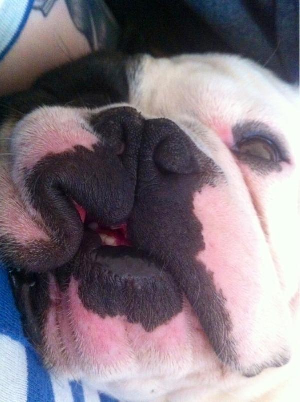 wiggl3butt's tweet image. mah elvis impreshun. aint nuffin but a hound dog LOLZ.