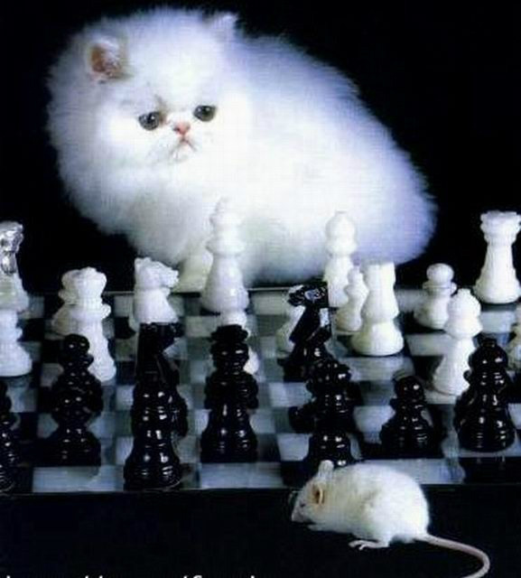 chessday2012's tweet image. Less than a week until International Chess Day! Who&apos;s excited? #chessday #chess #internationalchessday
