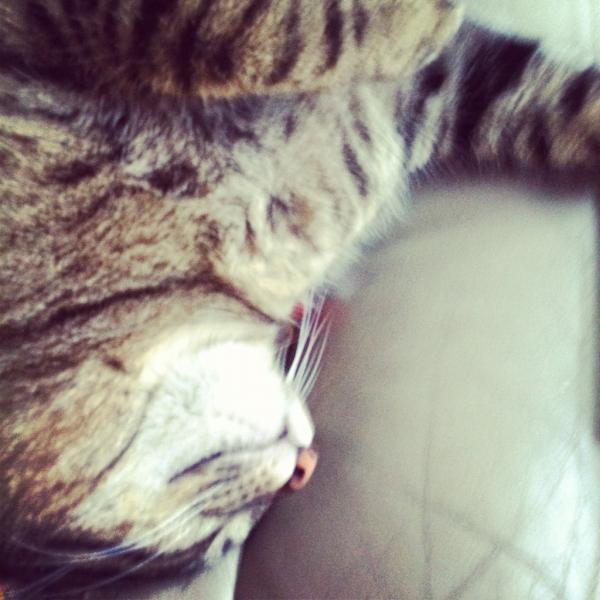 KittyAdventure's tweet photo. Tired from the road trip! http://t.co/r8DDrcef