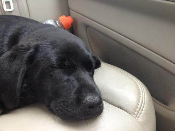 cmacattack16's tweet image. Sweepy baby sophie #alltuckeredout