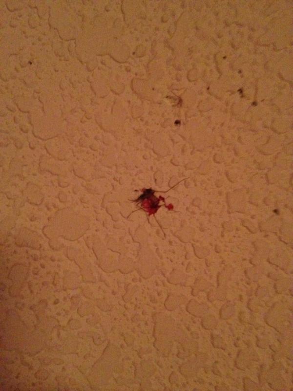 NicoSanchezB's tweet photo. Puto mosquito q me ha acribillado y me ha despertad hace rato pudiendo rascar una horita +..Descansa en paz hijodlmal! http://t.co/iVlddncT