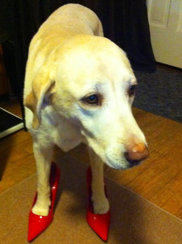 MikeMaier_Arc's tweet image. #SearchLab does not look amused. “@RonSansone: The #SearchLab is getting dressed to impress for client meetings! http://t.co/vM3J7gf7”