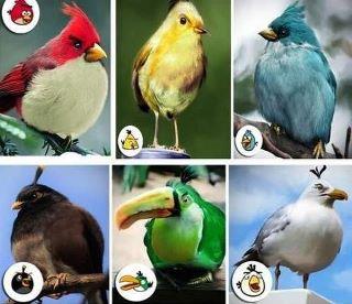 luckylucy00's tweet photo. real #angrybirds http://t.co/r4MeBFgP