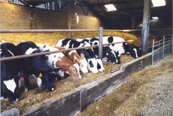 We are loving the photos we've been donated of our studios in their past life as a working Dairy #humblebeginnings