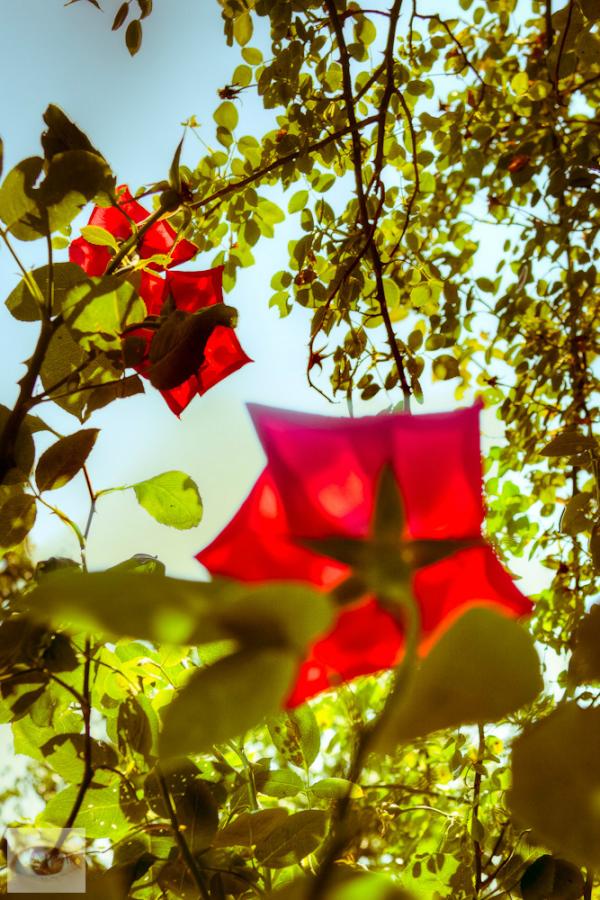 AnEyeApart's tweet image. #Photo of some #flowers with low aperture.. no, high, wait, is that picture blurry? :-)