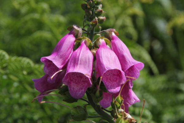 cacoa's tweet photo. Digitalis - Foxglove http://t.co/TyRQBGAI