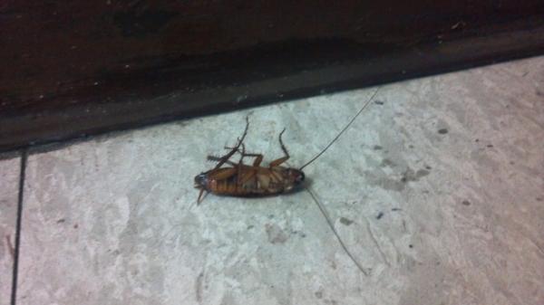 TUSnake's tweet image. No thanks. I prefer my victims, er lunch, to be alive. Someone alert @garytmills. #roachreport